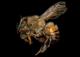   Apis mellifera  female lateral, photo: T. Brady 
